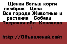 Щенки Вельш корги пемброк › Цена ­ 35 000 - Все города Животные и растения » Собаки   . Тверская обл.,Конаково г.